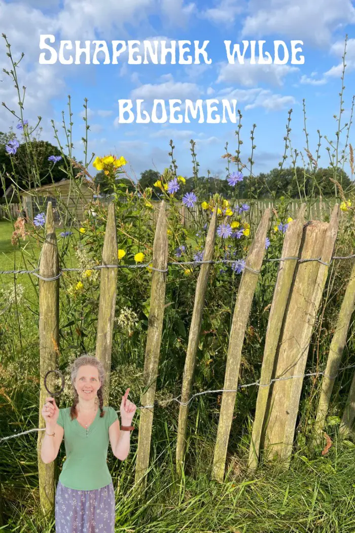 schapenhek wilde bloemen