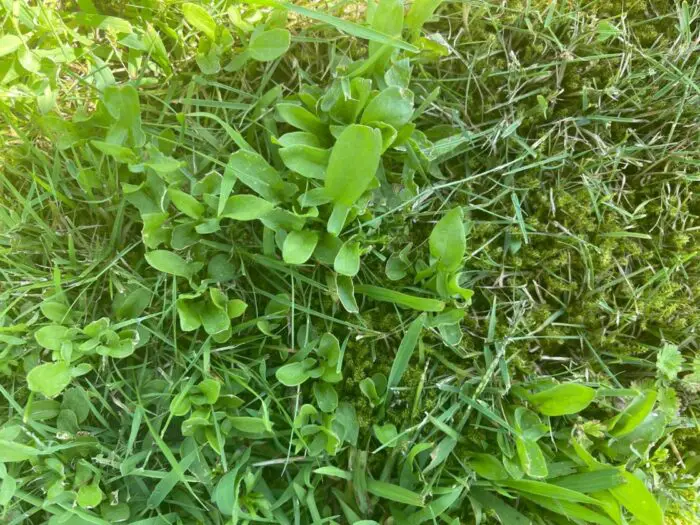 Gras maaien versus een natuurlijke tuin 3 natuurlijke tuin