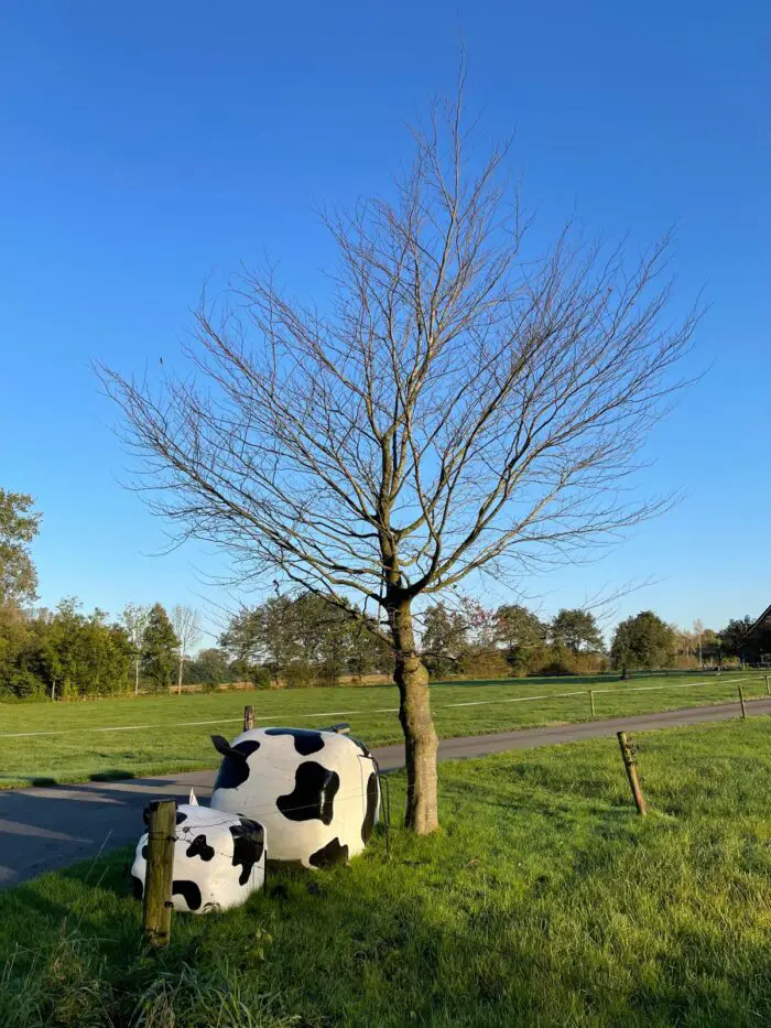 ronde hooibalen
