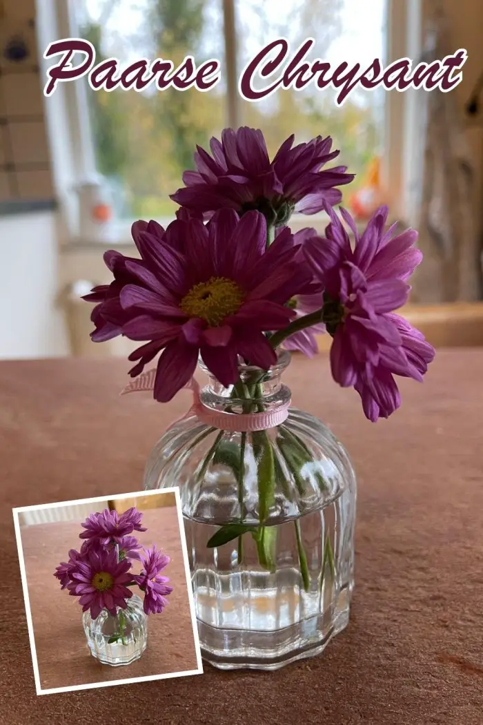 paarse chrysant