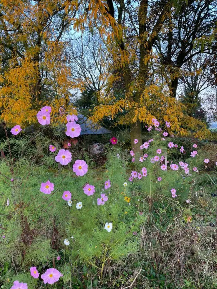 veldbloemen