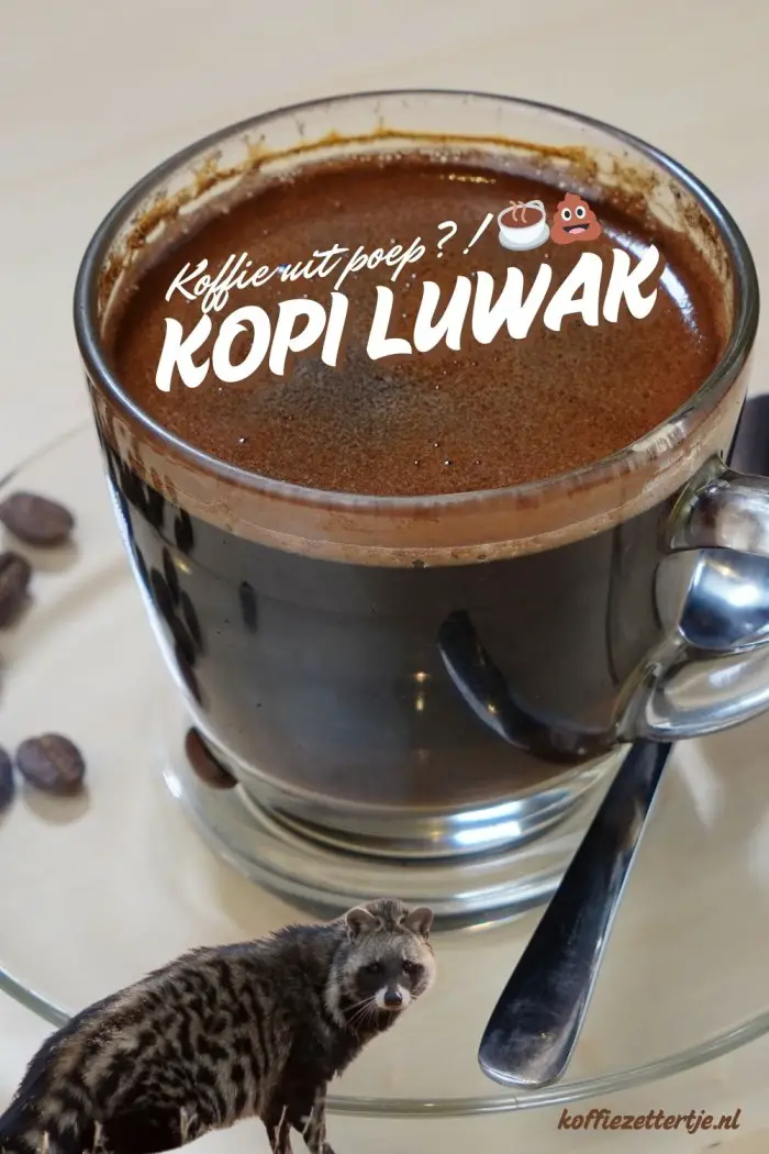 kopi luwak