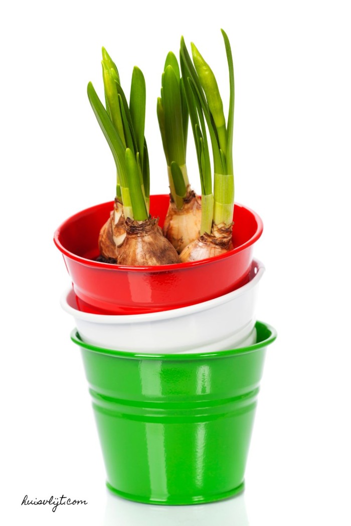 bloembollen voorjaar