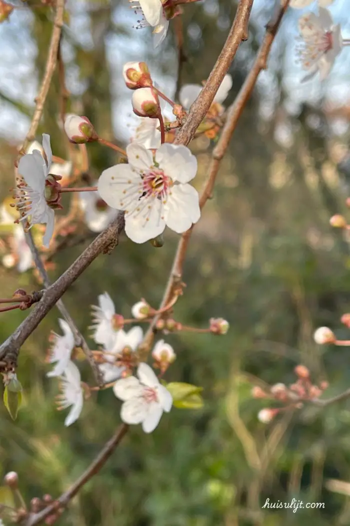 bloesem lente tuin