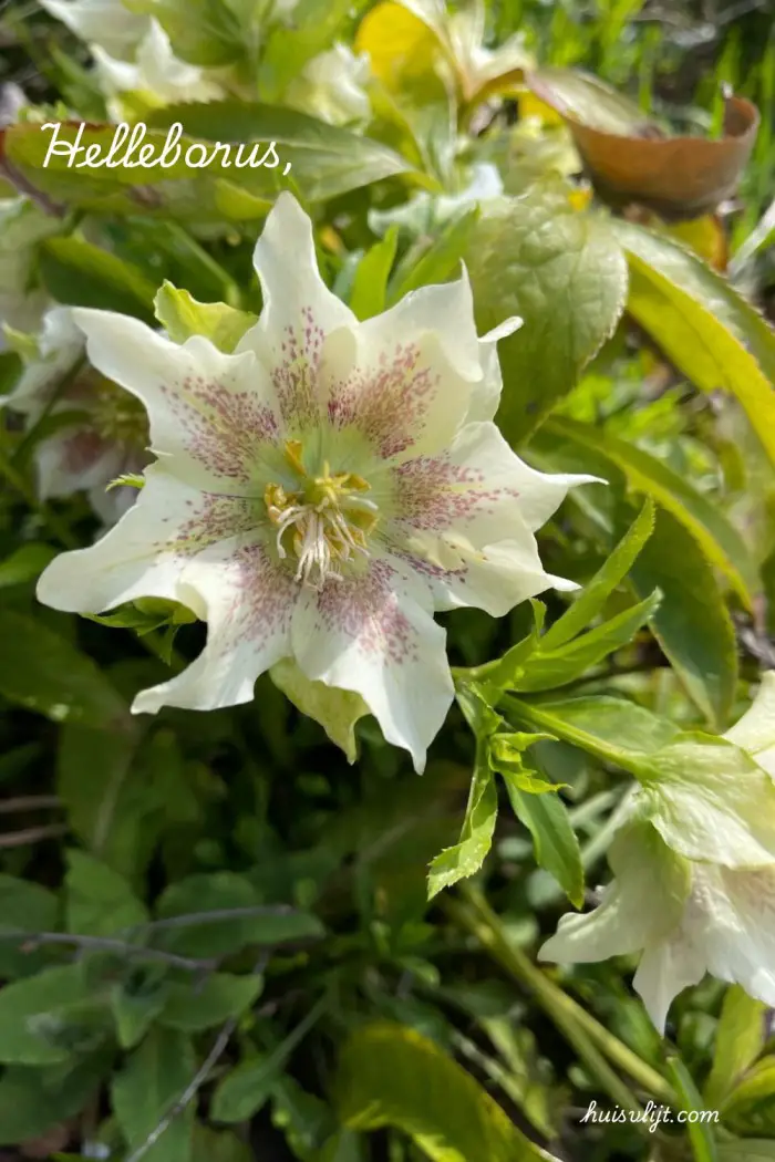 helleborus