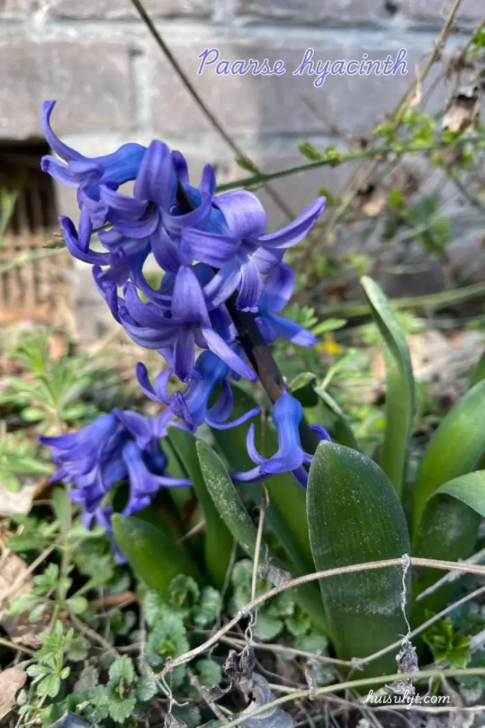 paarse hyacinth