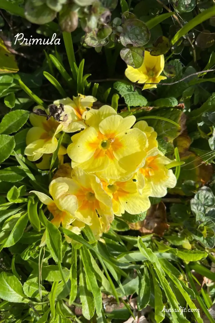 primula
