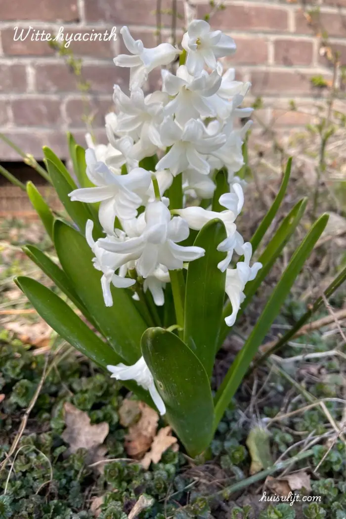 witte hyacinth