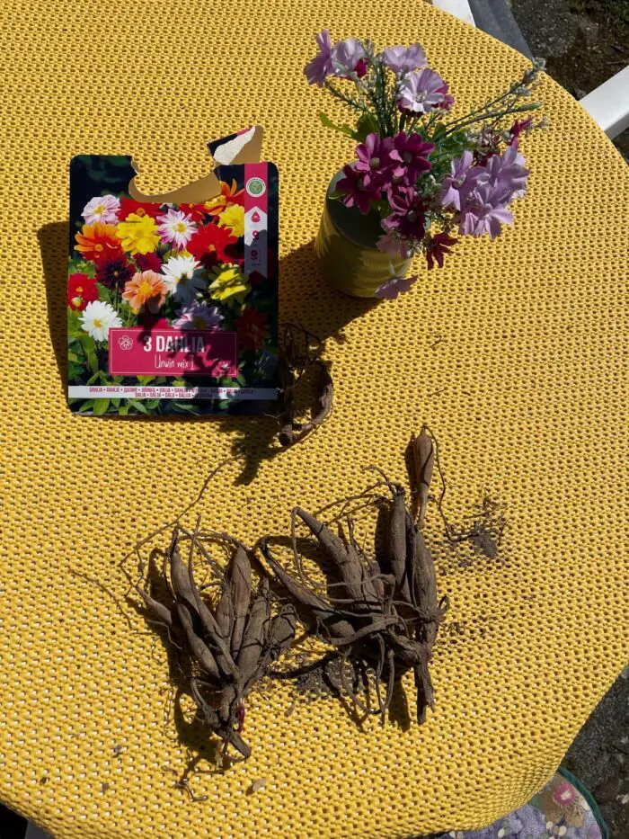 dahlia bollen
