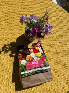 dahlias