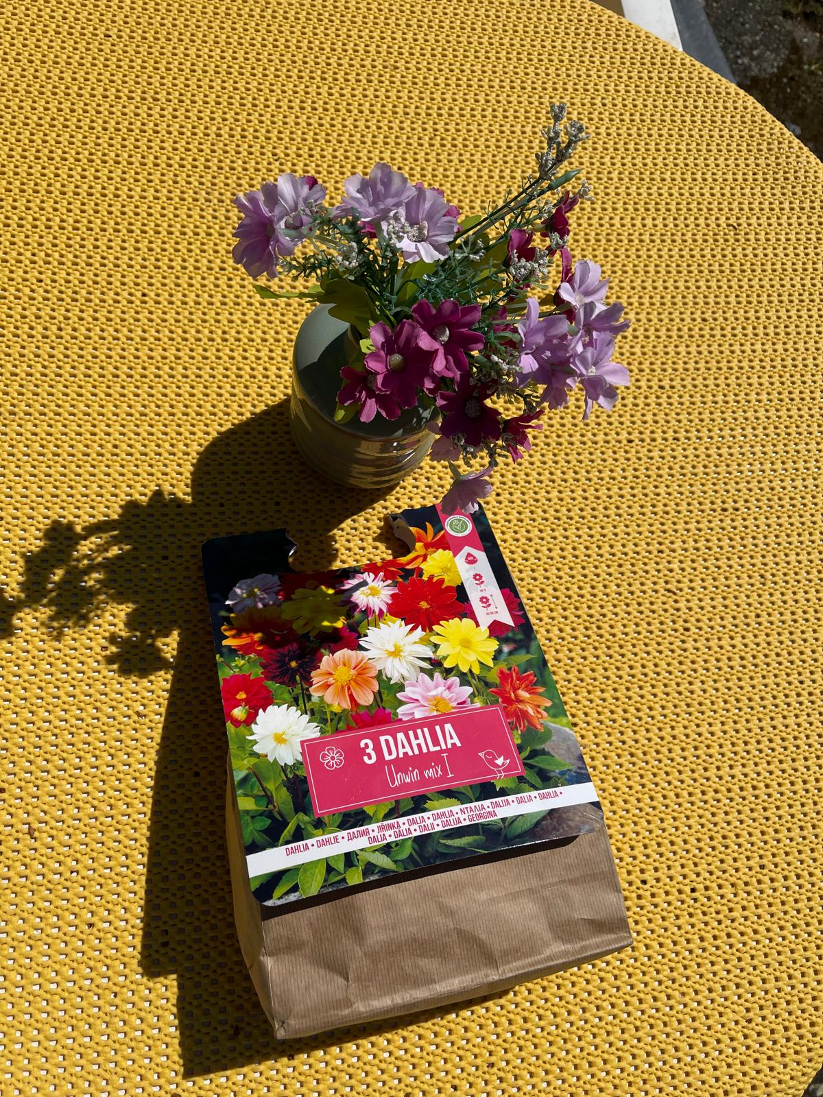 dahlias
