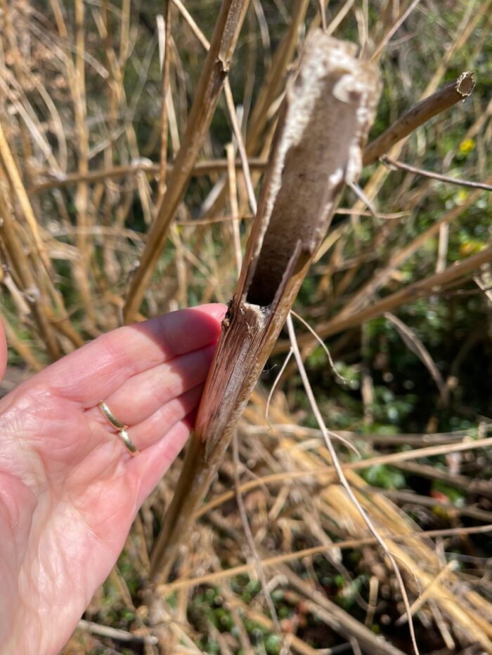 japanse duizendknoop