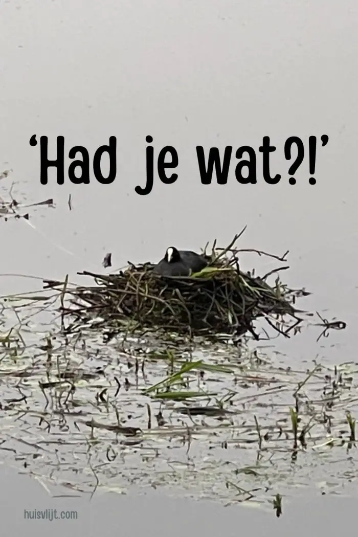 meerkoet nest