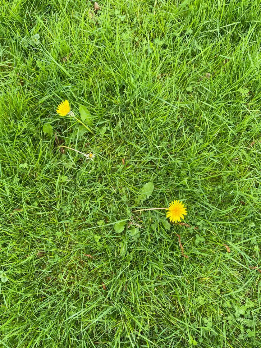 natuurlijke tuin bloemen