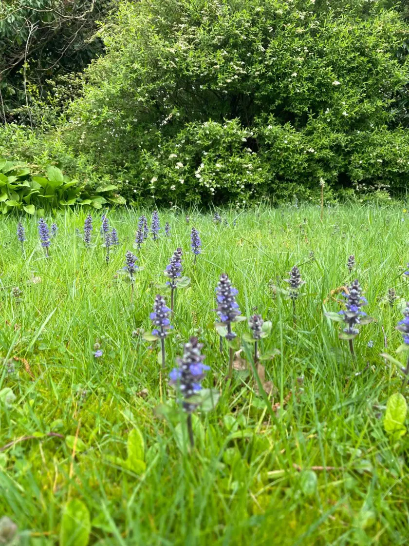 natuurlijke tuin gras