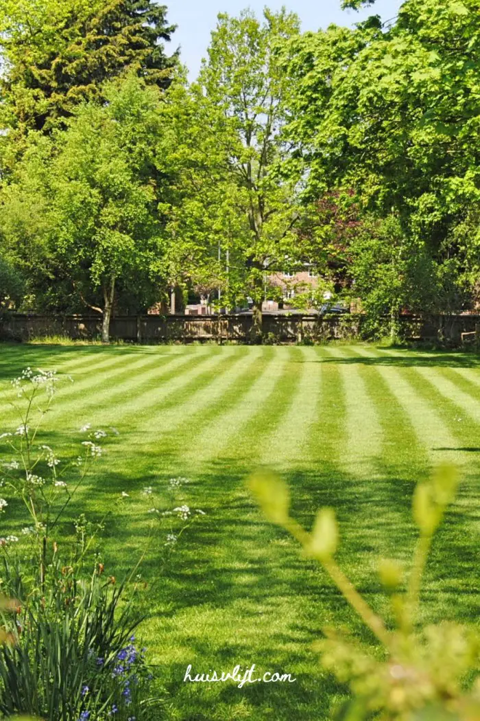 Project Natuurlijke tuin 🌿: Waarom we stoppen met gras maaien 4 net gazon