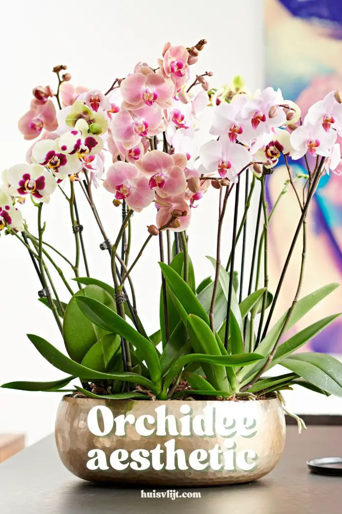 💐 Bloemen = Glimlachgarantie! Ontdek het Perfecte Moederdag cadeau 🌸 6 orchidee aesthetic