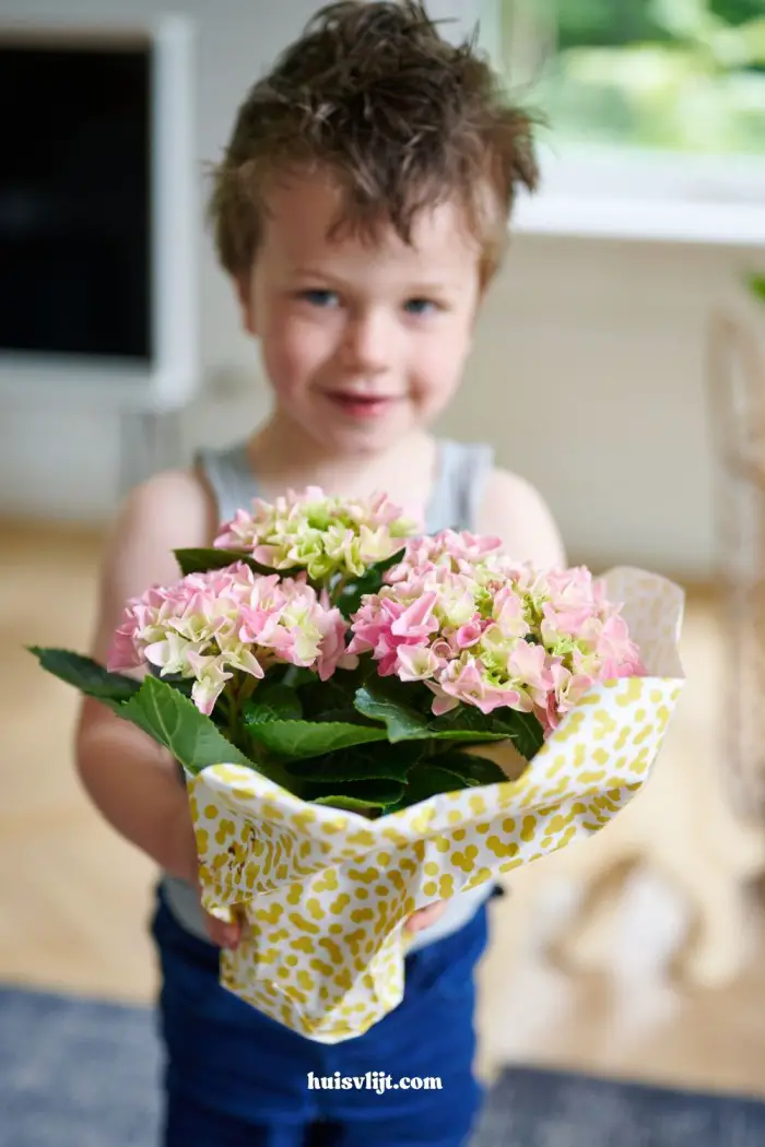 roze hortensia