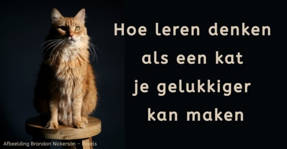 denken als een kat