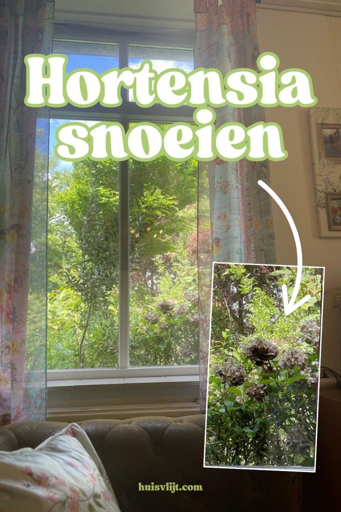 hortensia snoeien