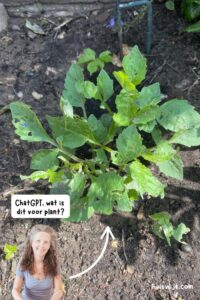 wat is dit voor plant