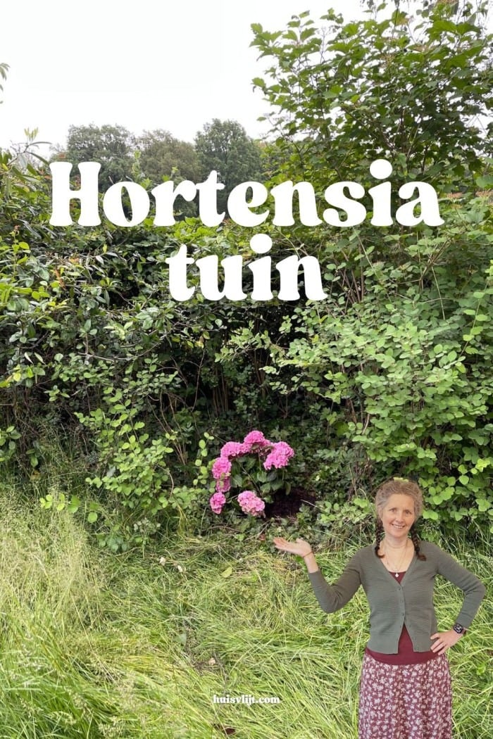 hortensia tuin