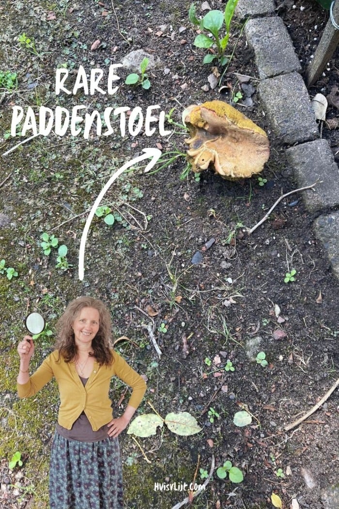 paddenstoel