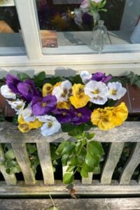 viooltjes