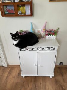 zwarte kat
