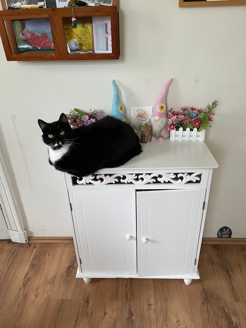 zwarte kat