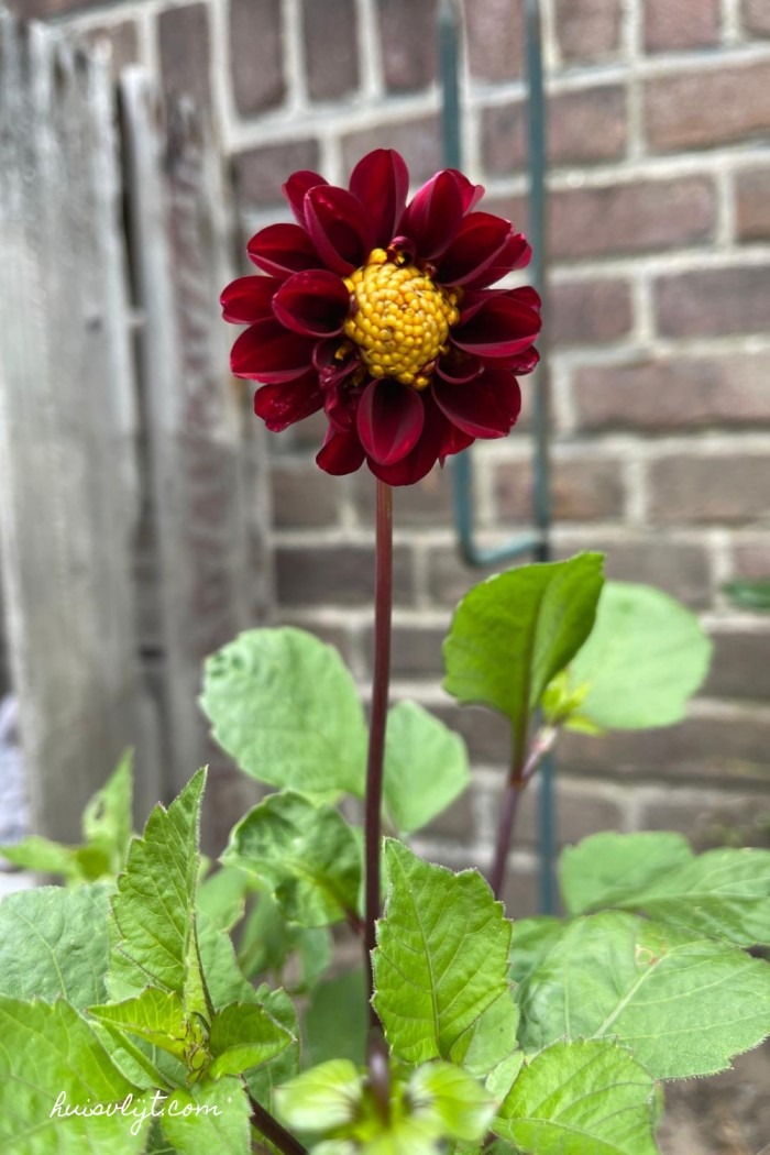 dahlia bloem