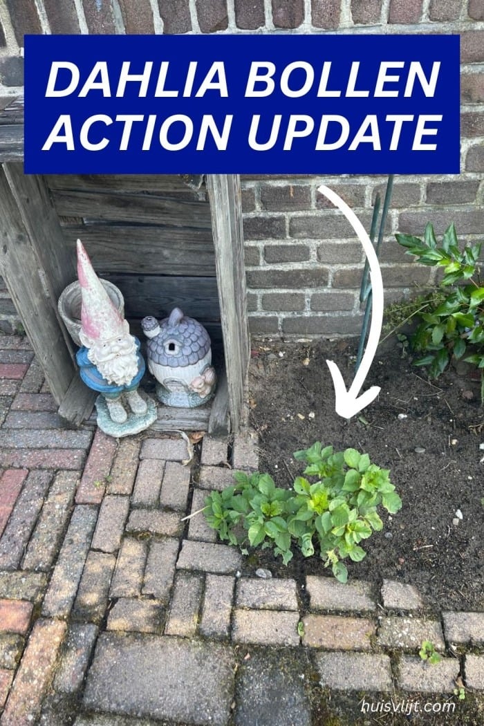 dahlia bollen