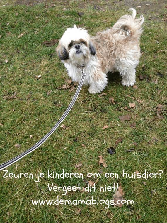 Wat ik ontdekte over AI-therapie bij rouw (en wat ik nog meer schreef deze week) 5 huisdier