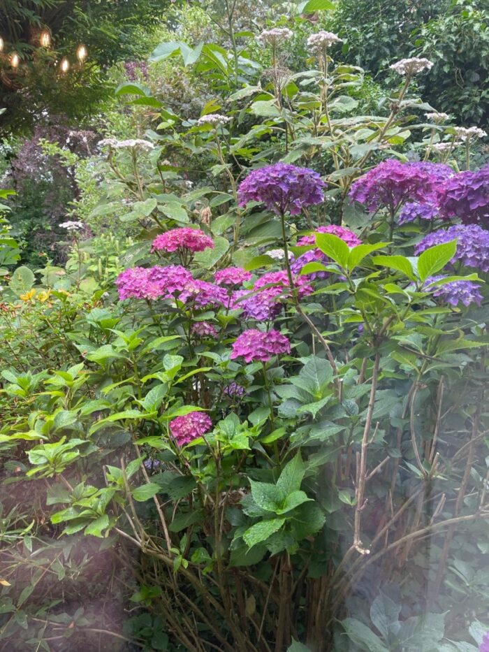 paarse hortensia