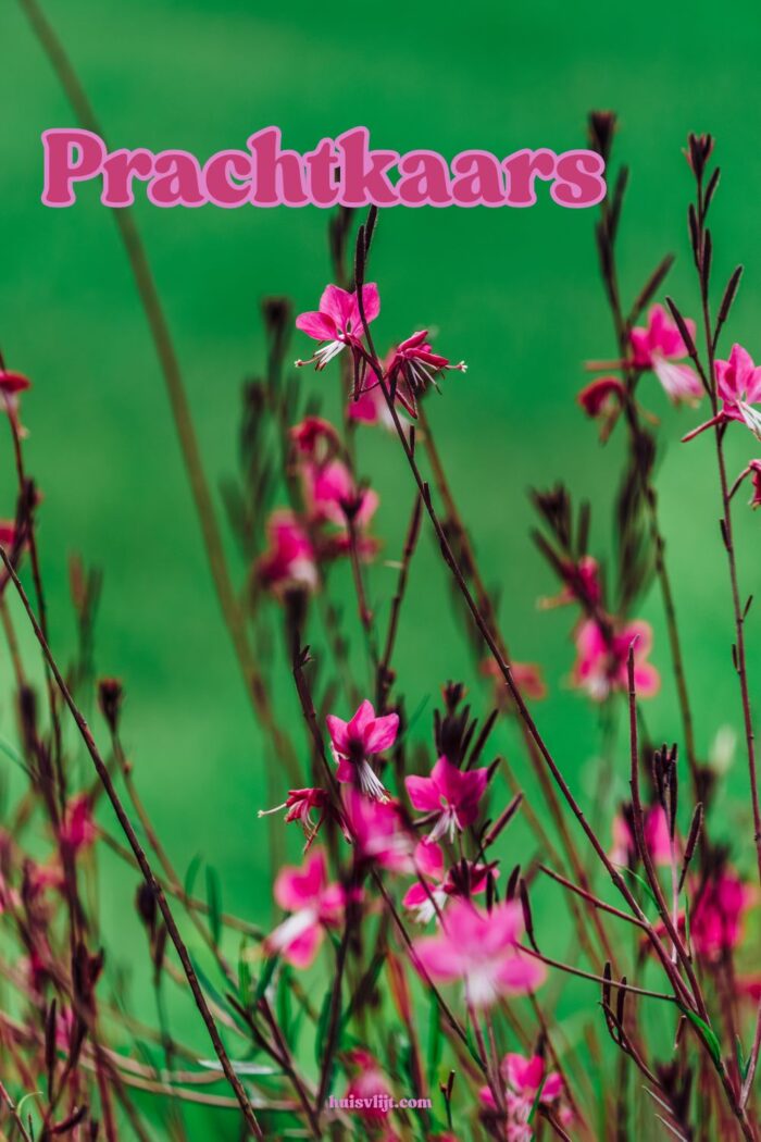 prachtkaars