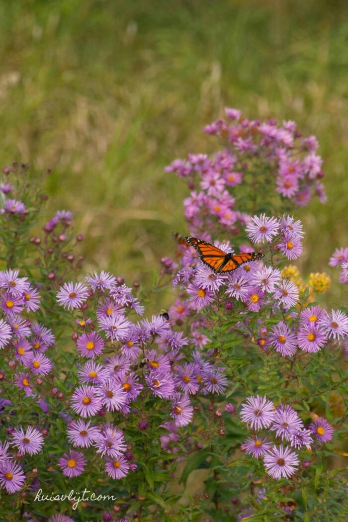 vlinderstruik nederland