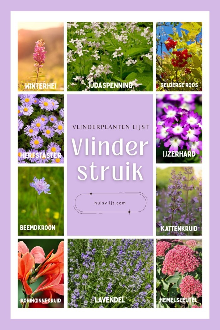 vlinderstruik