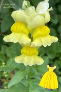 Antirrhinum flower