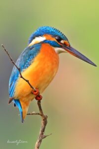 ijsvogel