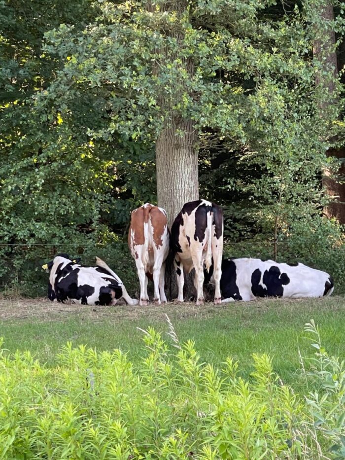 Hoe werken mij helpt om het verdriet om Lucy te verdragen, recensies, koeien en meer! 4 koeien