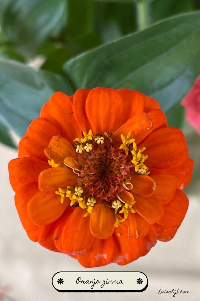 oranje zinnia