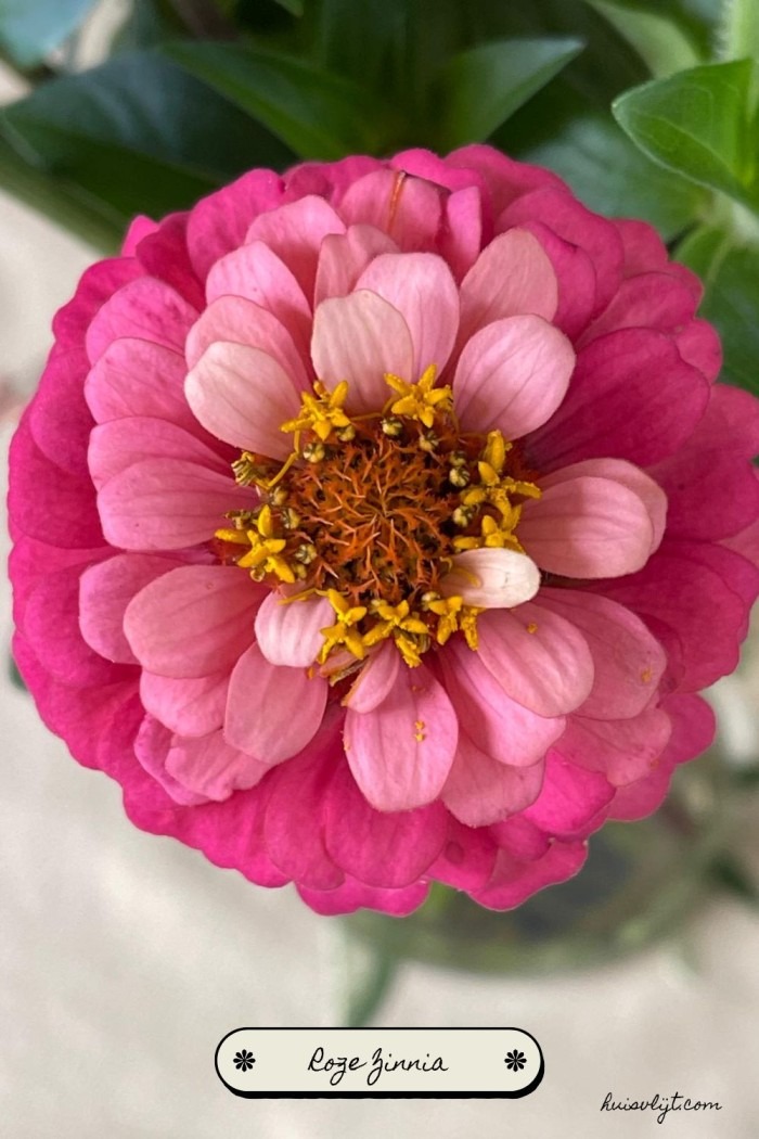 roze zinnia