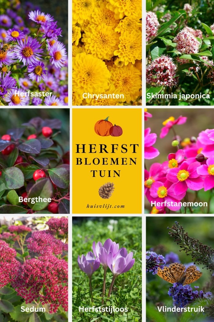 herfst bloemen tuin
