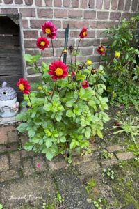 dahlia tuin