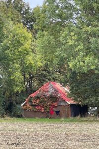 herfst aesthetic