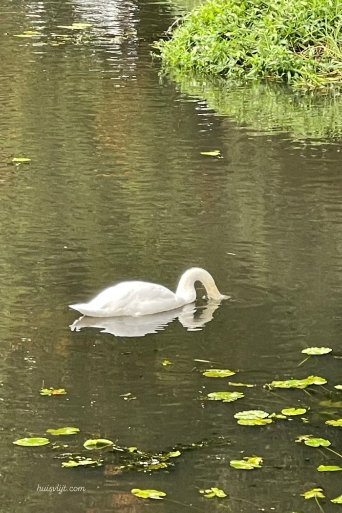 witte zwaan op water