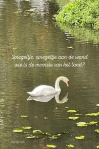 zwaan in water