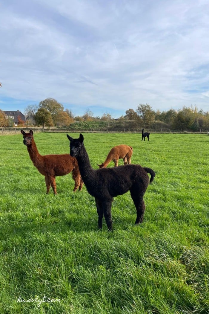 alpaca