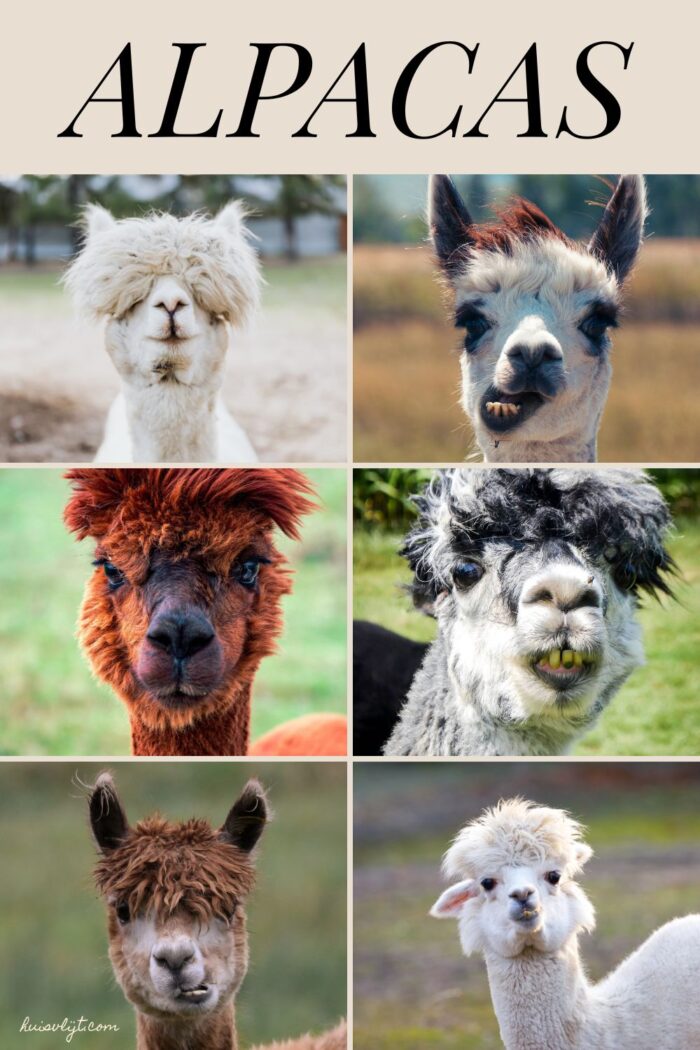 alpacas
