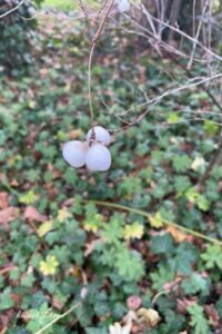 witte bessen